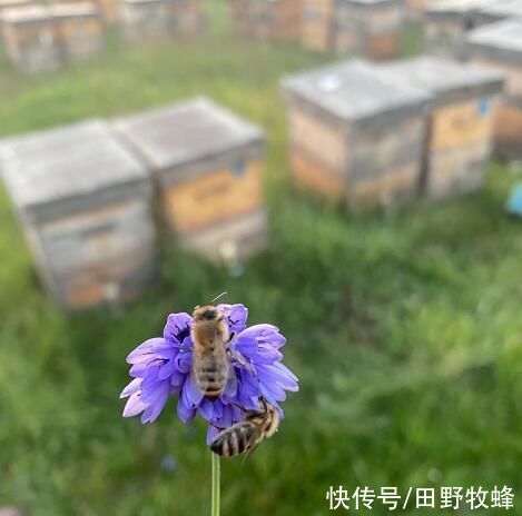 葡萄糖|每天空腹喝蜂蜜水可以减肥吗?蜂蜜水真有减肥效果吗?