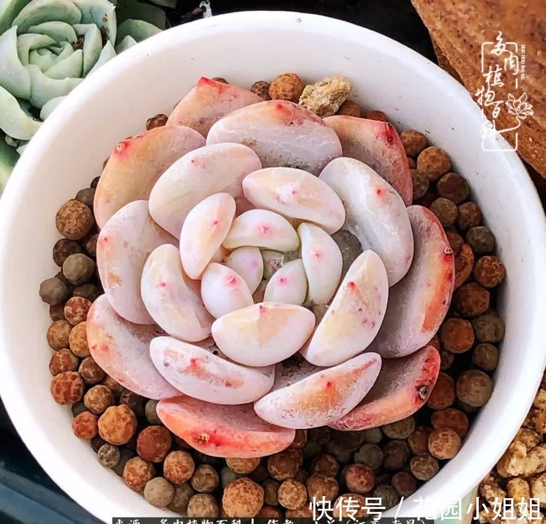 我的多肉宝宝美图,愿能给大家带来一丝轻松与愉悦!