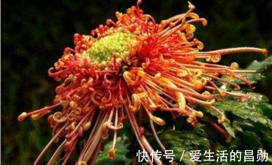 瑞香|家里阳台必养此款花卉,365天开花不断,花团锦簇,比牡丹还美