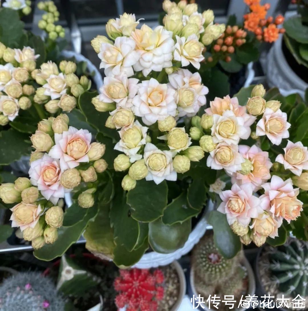 冬天好养的花,皮实不娇气,颜值高上档次,咋养都开花