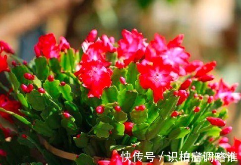 油亮|蟹爪兰浇水,掐准“时间”,不早不晚“刚刚好”,叶片肥厚又油亮