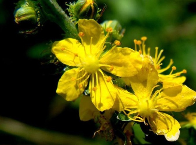 野韭|路边较为常见的植物,在中医里面可是治病的一把手,有几把刷子!