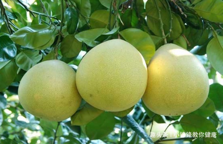 心脑血管疾病|长寿老人爱吃的此种食物,有利于心脑血管疾病,早知早受益