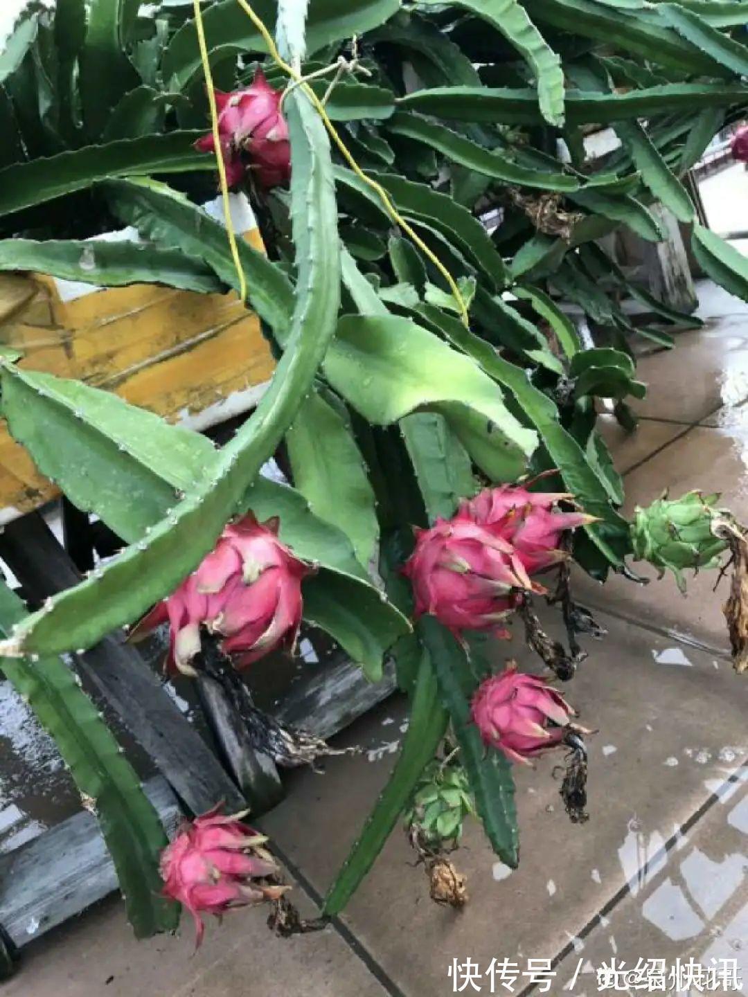 大粗杆插土里，7天生根，当年结果压弯枝，不用买水果了！