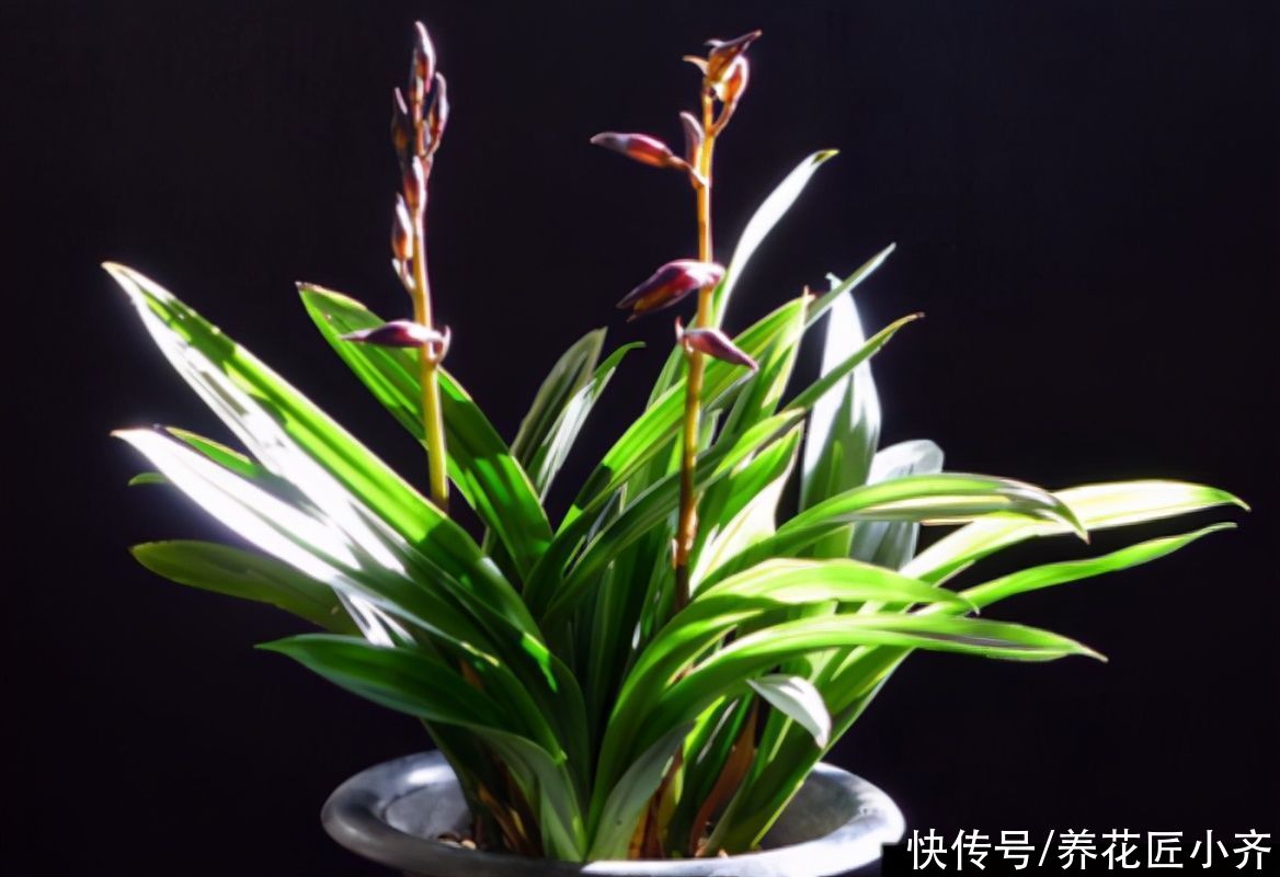 花芽|墨兰花期将至，如果你养的花芽没出土，给它做三步，很快就能开花
