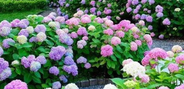 4种漂亮花,好养易活能爆盆,比玫瑰好看,比绿萝好养