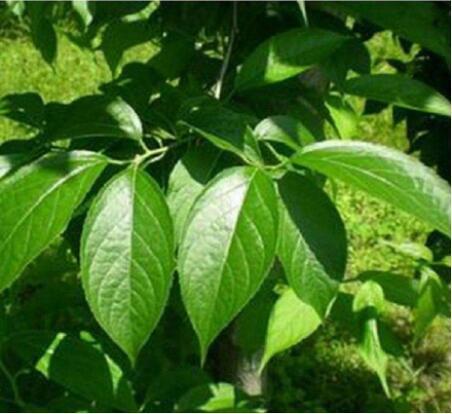 杜仲叶|农村老年人常泡的降压药材—杜仲叶,降血压、抗炎症功效,前景好