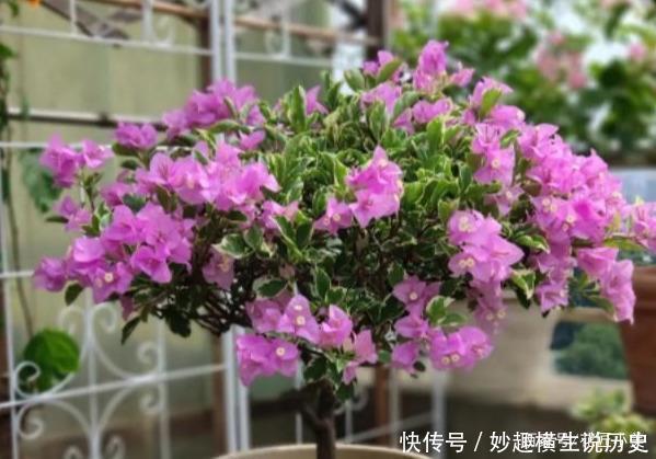 三角梅|45种三角梅品种,红、橙、黄、绿、白、紫,每一种都很好看!