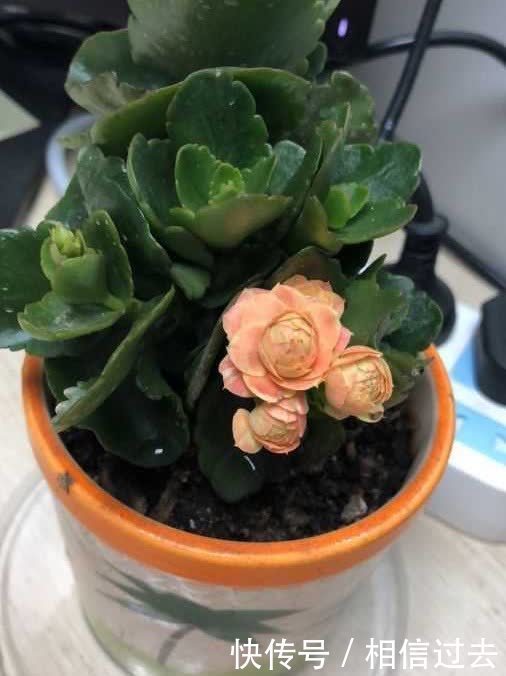 长寿花进入了盛花期,做好这2点,见花不见叶,花量更大