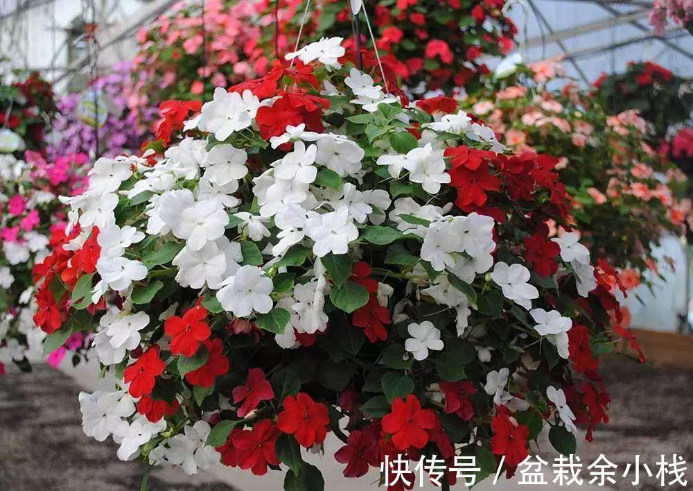 它盛开中的花朵像一个个灯笼，挂满枝头真喜庆，好看又好养