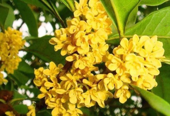 养花就养有名的花，清可绝尘，浓能远溢，堪称一绝，养在家中极美