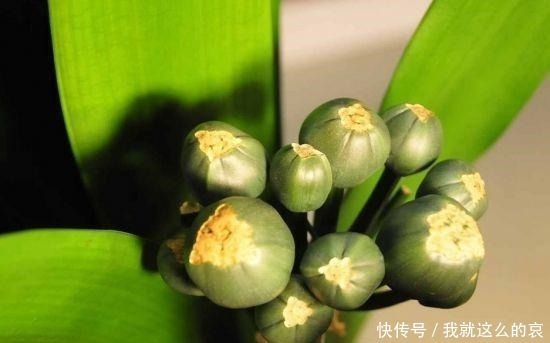 果实|君子兰“花败了”如何剪2种情况处理方法不同,剪错了就是损失!