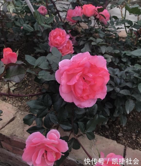 6种冷门月季，看一眼就中“毒”，没养的人都后悔了！