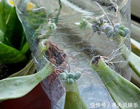 妙招|家庭养花，塑料瓶是“宝贝”，学会5个使用“小妙招”，一生受用