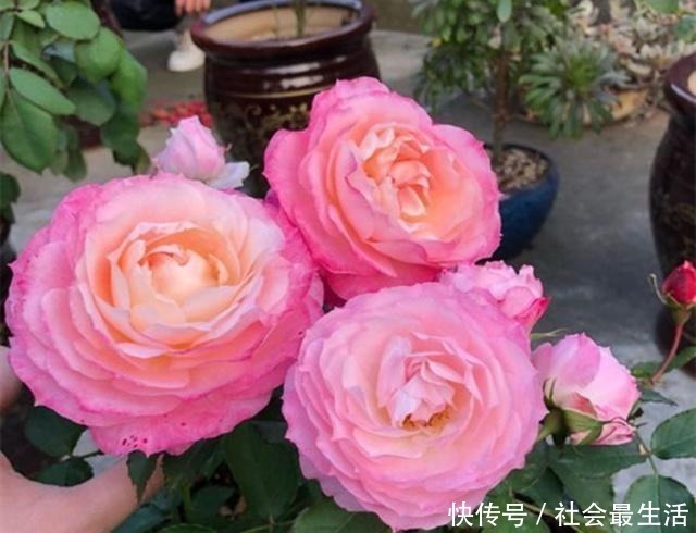 开花期|月季施肥有“讲究”,学会这“3要”,长势旺,花苞超多,花期长!