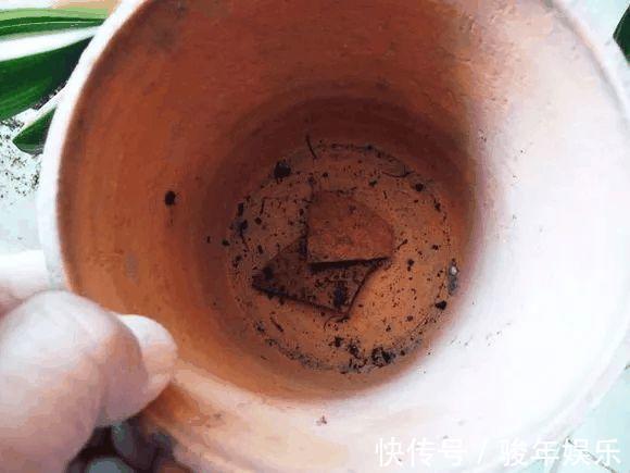 养花换土太麻烦,丢下这“2物”,土壤焕然一新,养啥花卉都爆盆