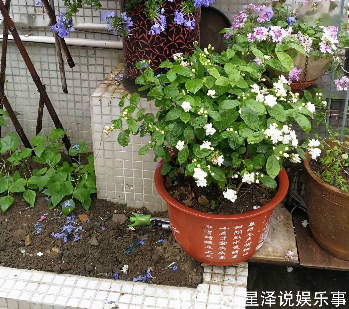 茉莉花|这5种盆栽,不止有观赏价值,还能食用药用,好养又漂亮