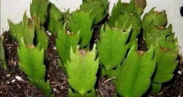 夏天这8种花,很好扦插,生根成活率高,不用再买