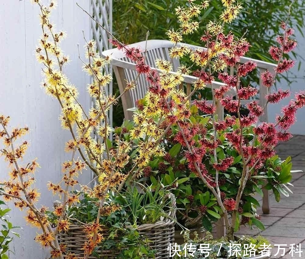 在寒冷的冬春时节灿烂开花的8种观赏花卉,可露养户外,打理简单