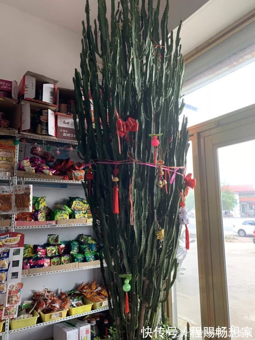 养花6种“丑八怪”,放在家里能镇宅,养的越久越气派