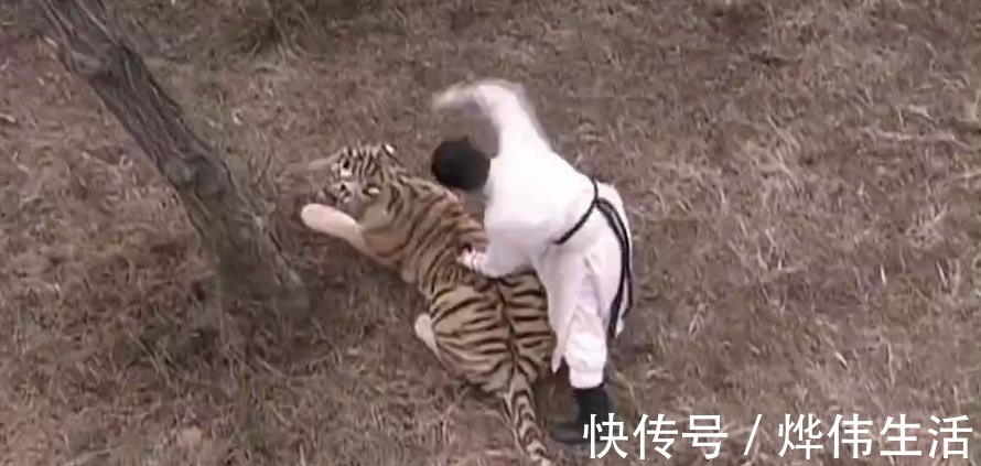 老虎|传说中有三头吊睛白额猛虎,武松打了一头,另外两头被谁打了?