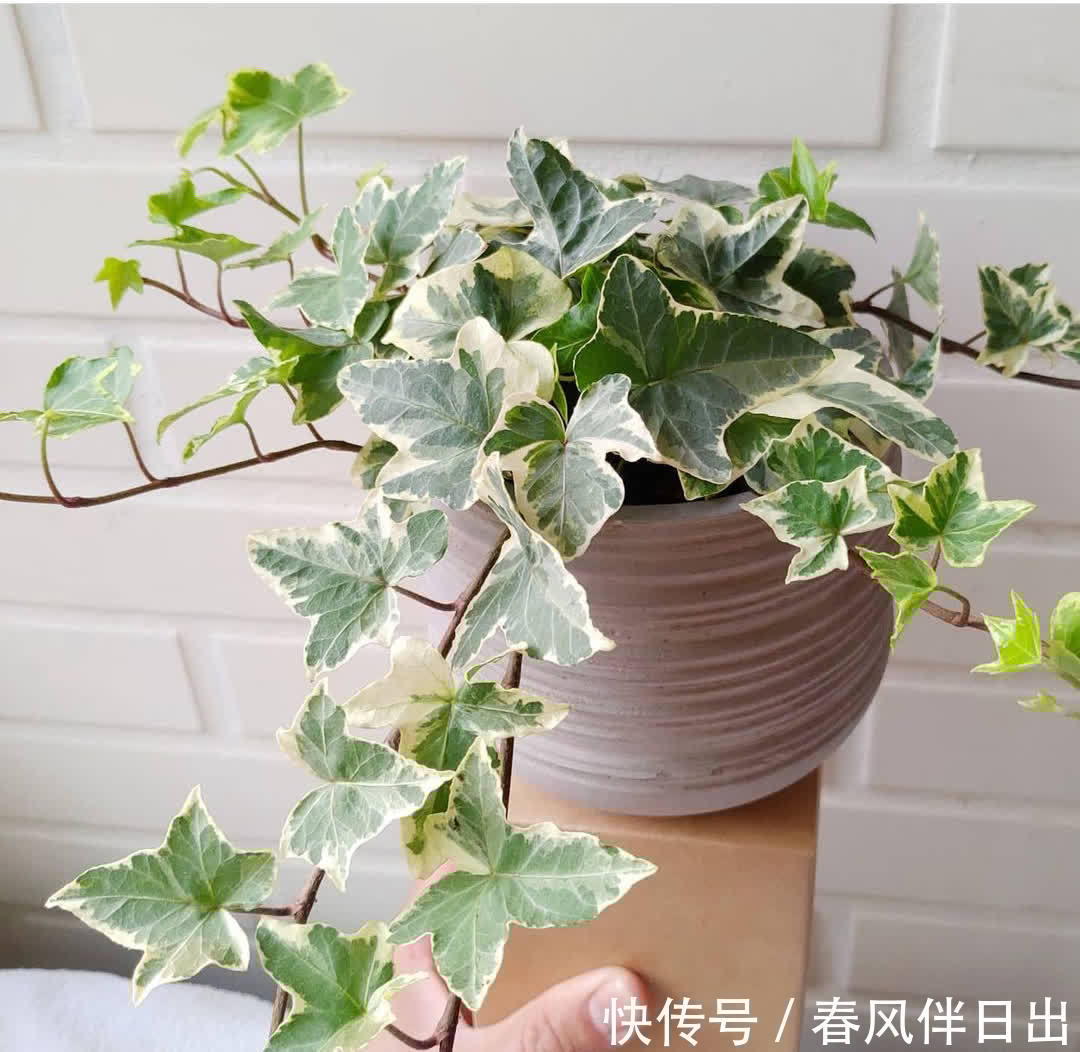 3种植物简约、大气,养在家里可以“净化空气”,第3种开花漂亮