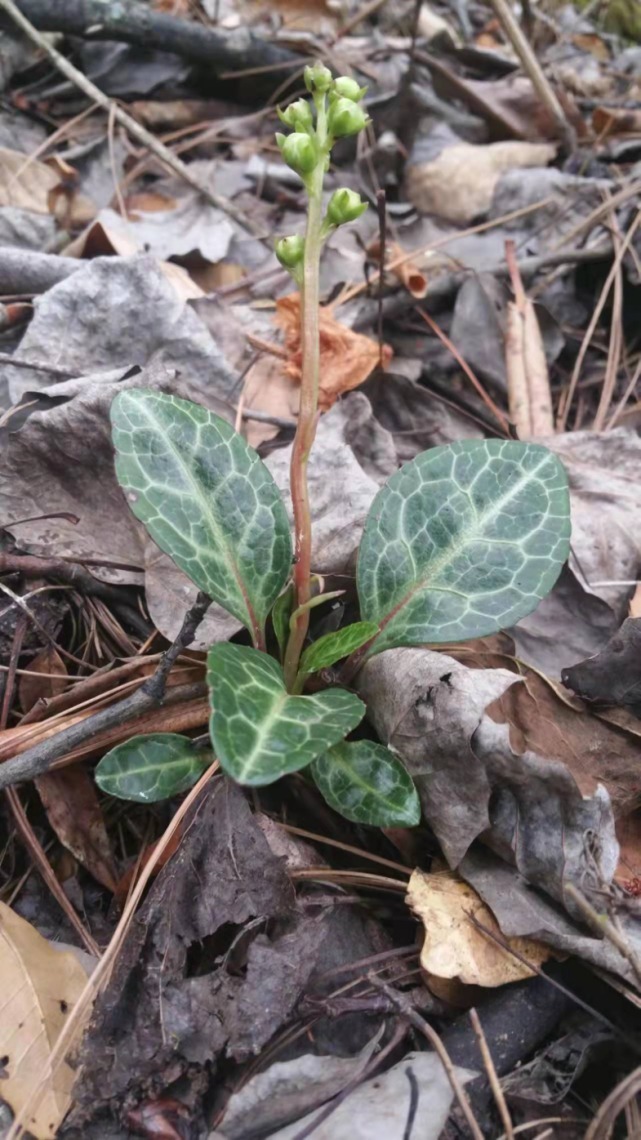 生物|杨向红镜头下的玉龙雪山奇花异草，见证了丽江生物多样性之美