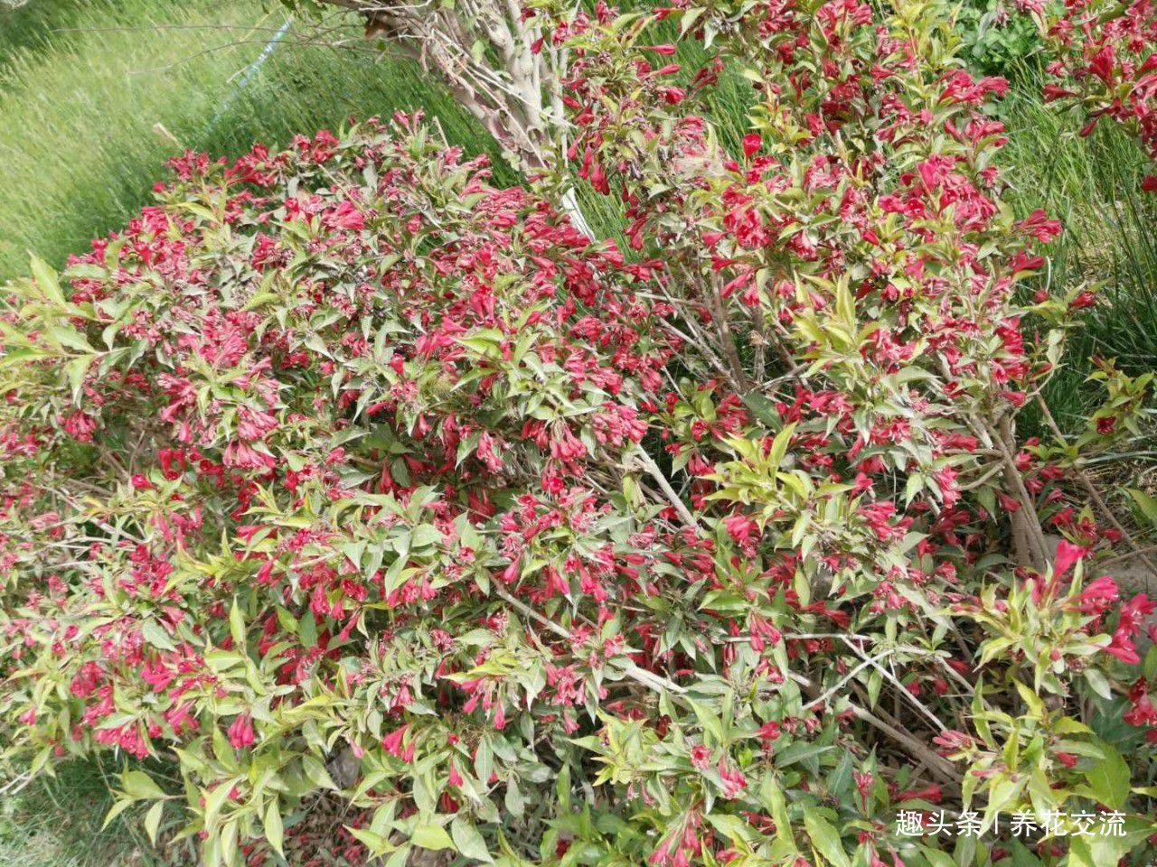 极其耐寒的锦带花,在东北和西北寒冷的地方能养很好,花开特旺盛