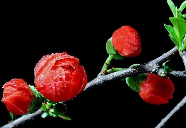 此花有着“舍身救父”的典故，怒放飘香，美得妖娆，让人赞颂！