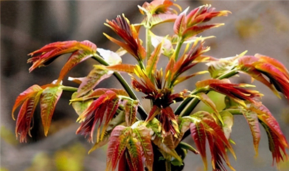 古代穷人平时都吃什么别被古装戏骗了,换作你或许坚持不了一天