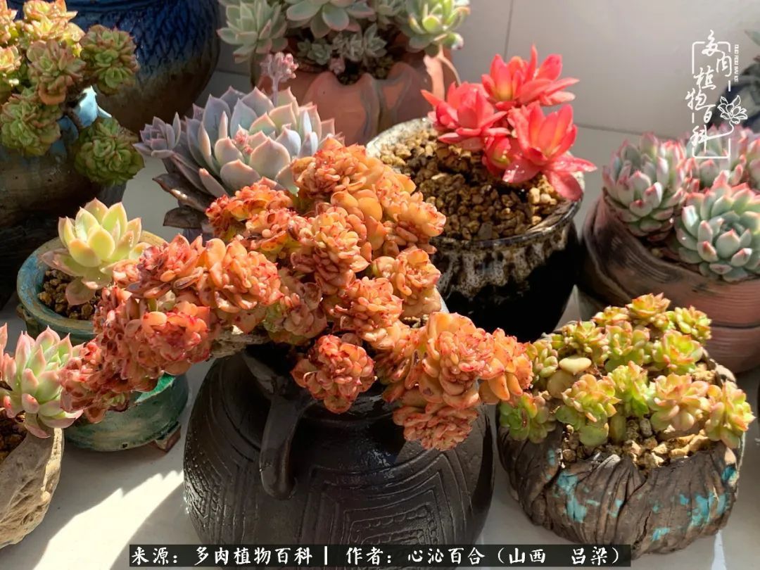 夏季的多肉,绿色才是主色调!努力呵护,期待绽放的那一刻!
