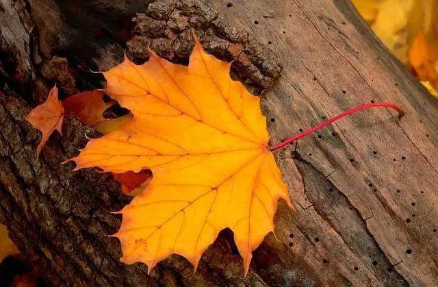 爱德华|人到50,如果不在四个方面“心狠”一点,难免晚境凄凉