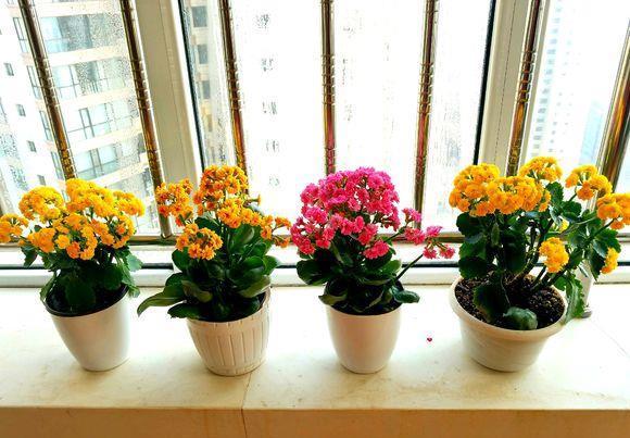 长寿花12月,还在装菜,不开花,快喷“催花水”,立马开花上百朵