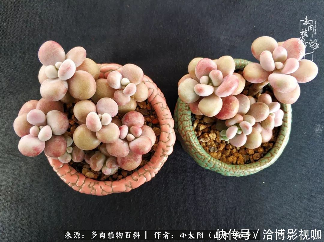 小苗|脱坑一年,最后发现自己生活里始终离不开多肉!