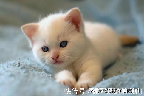 |搞笑段子:昨晚我媳妇逗儿子,问道:儿子,再给你生个小妹妹咋样?