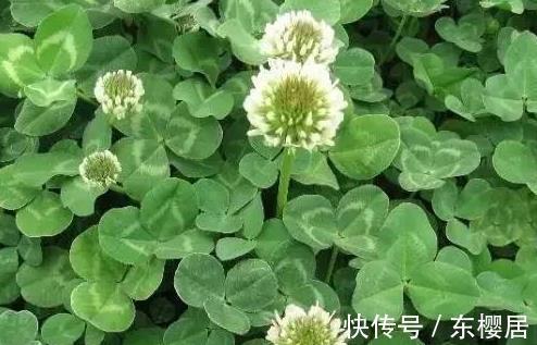 野菜|蒲公英、香椿、榆树钱、白蒿,一种野菜治一种病,了解一下