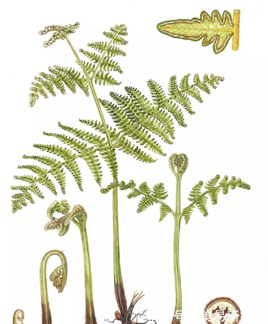 植物|全身带毒还致癌,为啥还要吃这玩意儿?