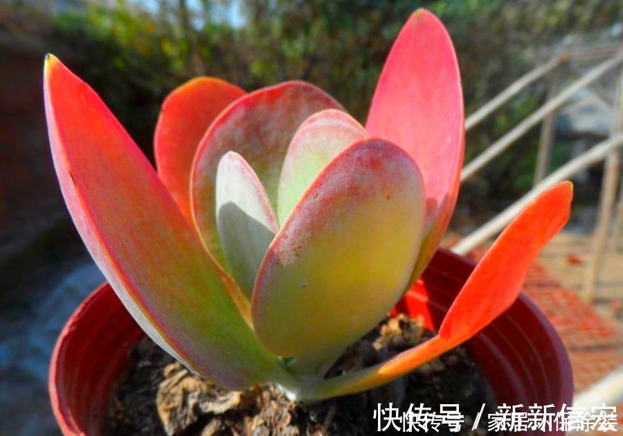 多肉|多肉唐印的变红小妙招,颜色鲜艳的秘密,分享给你