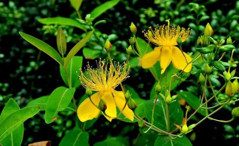  蔡松|轻如红豆排冰雪，一拂新鹅色更奇