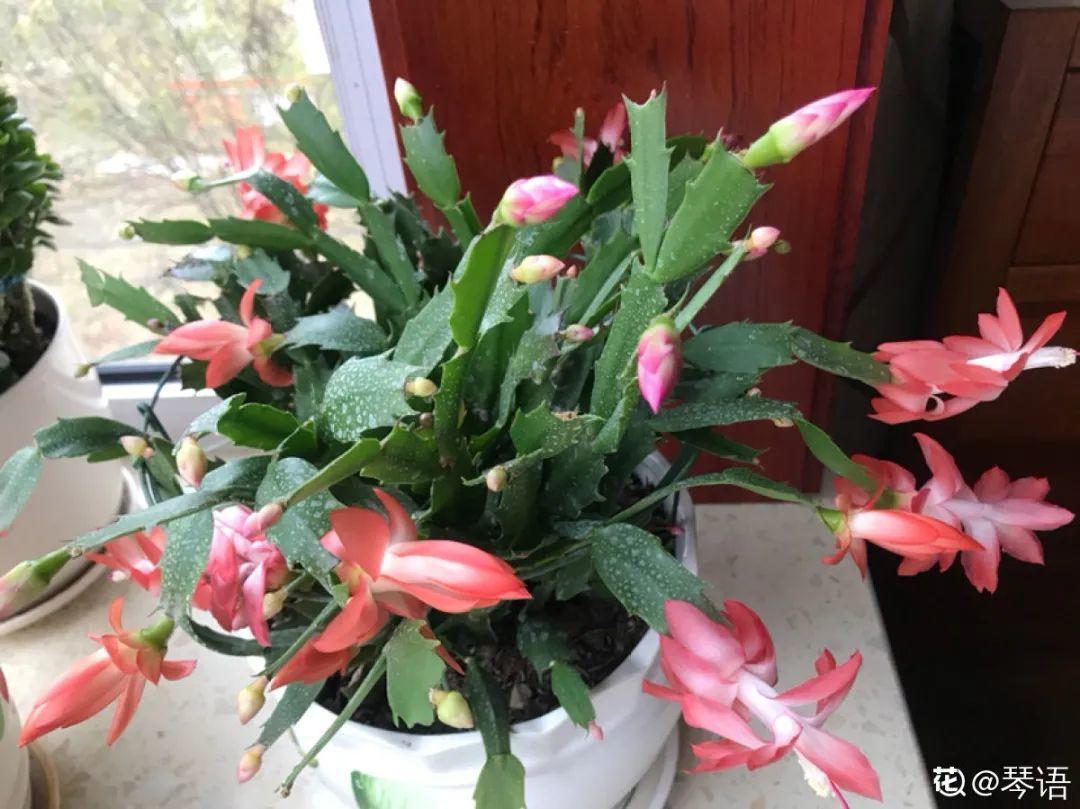 5种花不能换盆,一换就死,很难救回来