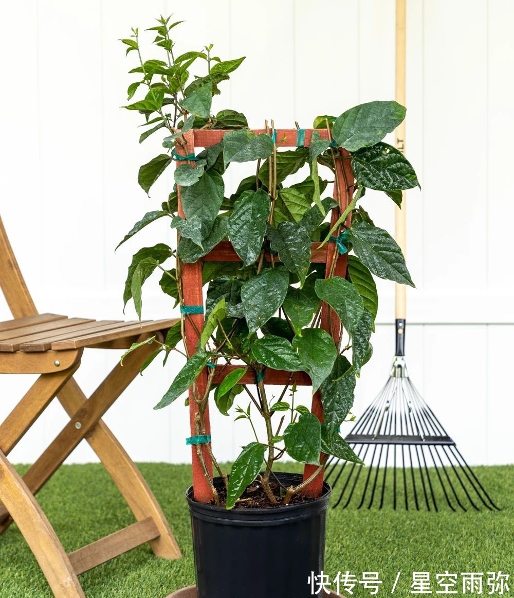 每年春节前后,除了年宵花,买盆龙吐珠也不错,好看的半藤本花卉