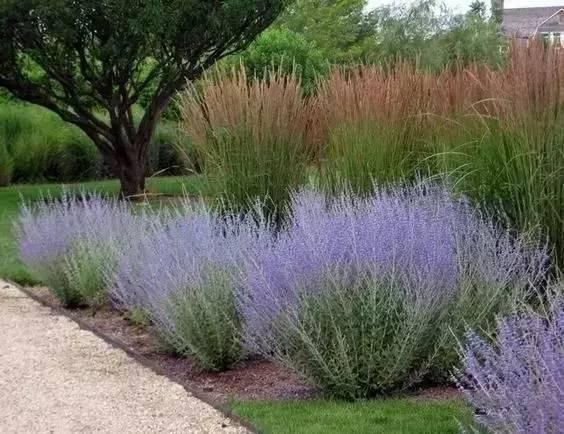  花境|花有“花境”，草有“草境”！