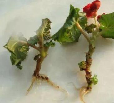 此1种花,一片叶子能插活,一开就是6个月,养了就赚了