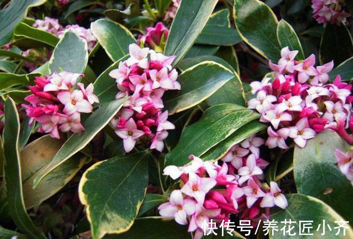 金边瑞香叶子打蔫？记住这“六怕”，叶片硬朗油亮，开花满屋香