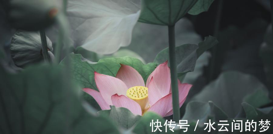 生肖牛|8月起，桃花乘风来，一路发财，有贵人相助，苦日子熬出头的生肖