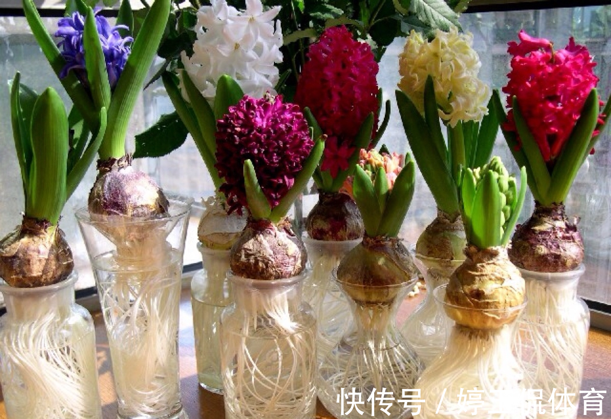 客厅|客厅别养“10种花”,虽然很漂亮,却是不利于健康的“危险花”