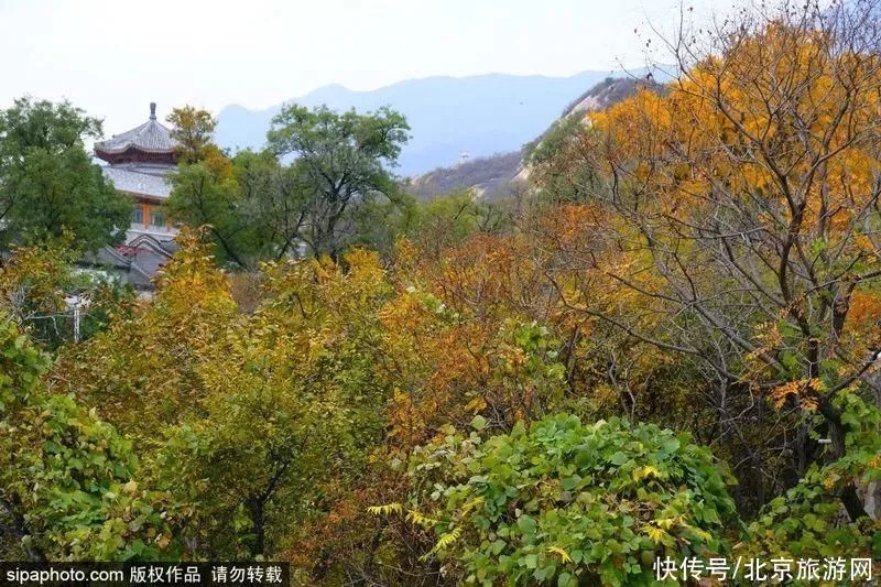 今日寒露 | 登高赏叶，望尽京城金秋好景