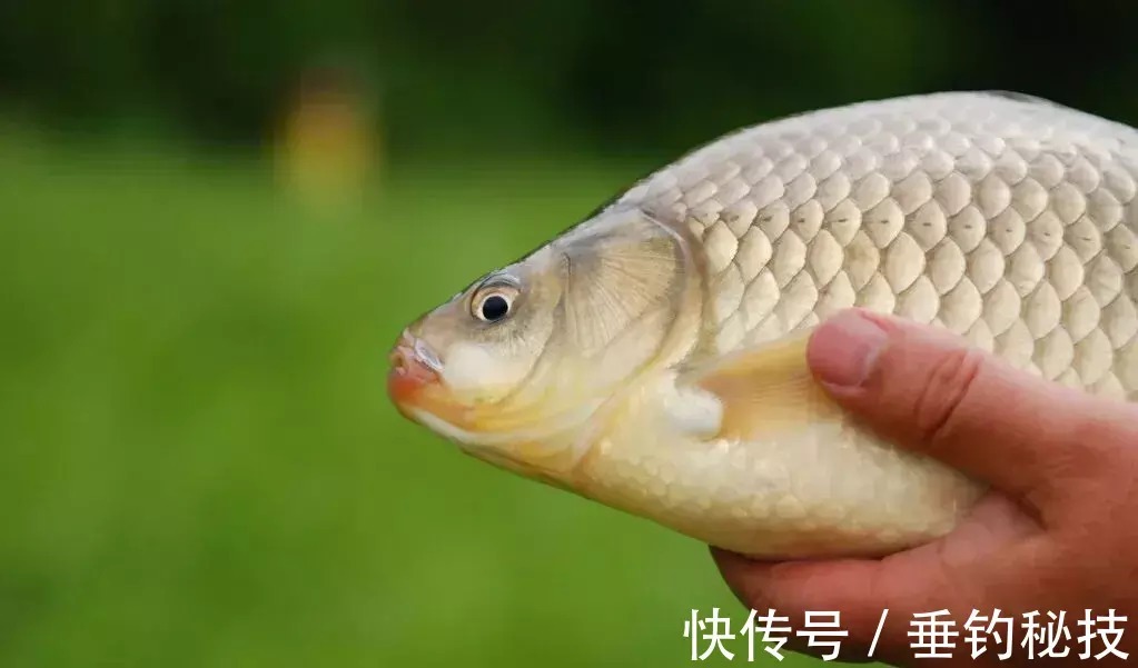 冬天钓鱼,符合这2个特点的地方就是“鱼窝”,钓鱼高手都明白