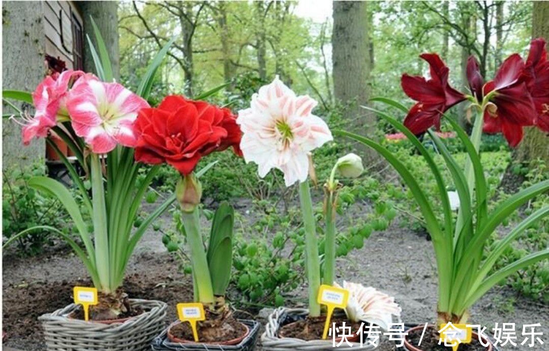 一种特别好养的植物,旺盛开花,花香十里,女人最爱