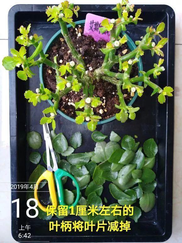 长寿月季花后赶紧剪一刀,剪完就开花,一直剪一直开!